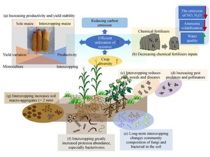 How does monoculture affect soil?