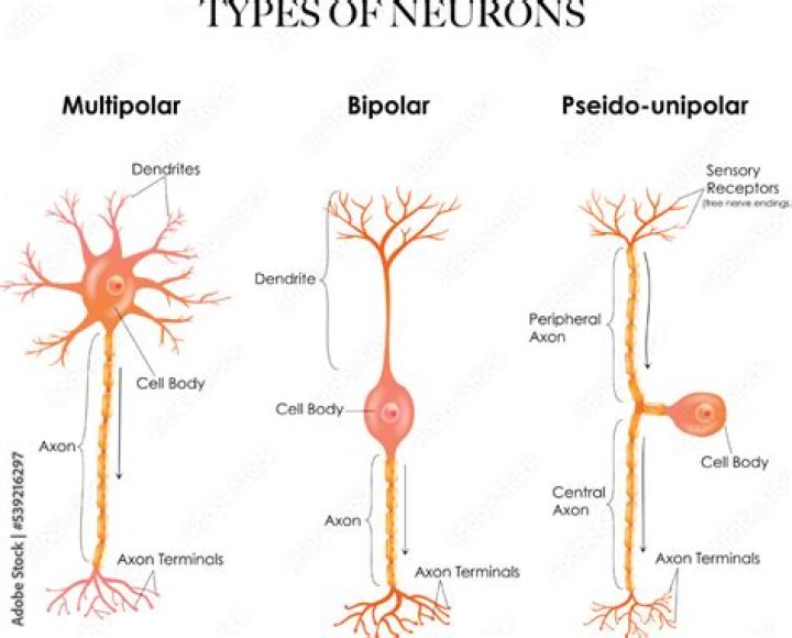 Where are Pseudounipolar neurons?