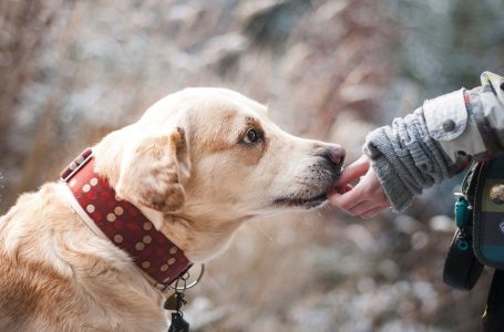 Drie makkelijk te trainen honden