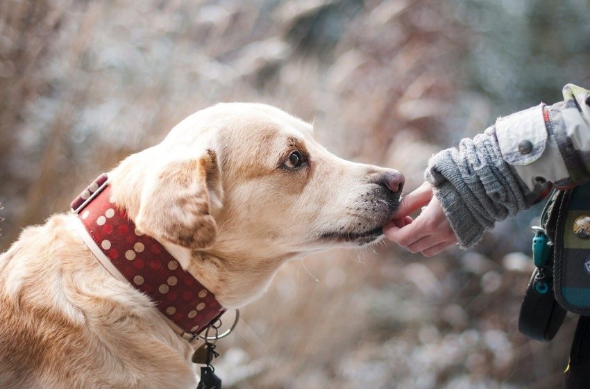  Drie makkelijk te trainen honden